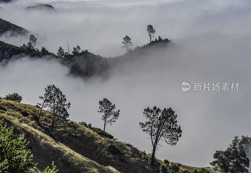 玛亚卡玛斯山脉附近山谷里的雾气和树木。Modini Mayacamas保护区，索诺马县，加利福尼亚州。